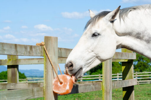 Liksteen voor paarden en grazers