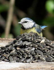 Zonnebloempitten (vogelvoer)