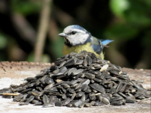 Zonnebloempitten (vogelvoer)