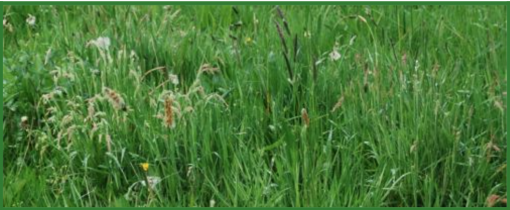 Graszaad mengsel 1