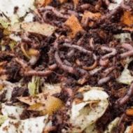 Foto van Compostwormen Mix verkrijgbaar bij DeDuurzameTuin.nl