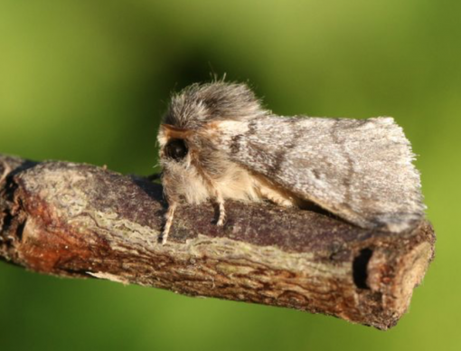 Eikenprocessievlinder feromoon