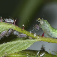 Gaasvlieg tegen bladluis