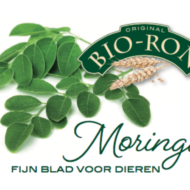 Moringa fijnblad verkrijgbaar bij DeDuurzameTuin.nl