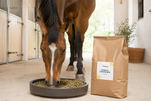 Paard eet Natuly biologische luzernebrok uit een voerbak