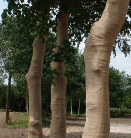 Wikkeljute - Afbeelding 2