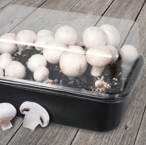 Kweekset Champignon