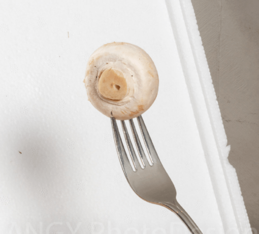 Kweekset Champignon wit of bruin - Afbeelding 6