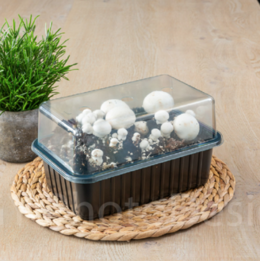 Kweekset Champignon wit of bruin - Afbeelding 5