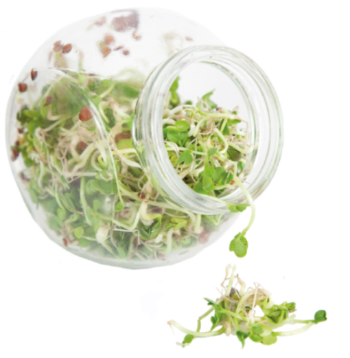 Foto van een Buzzy Organic Sprouting Daikon verkrijgbaar bij DeDuurzameTuin.nl