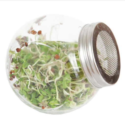 Foto van een Buzzy Organic Sprouting Daikon verkrijgbaar bij DeDuurzameTuin.nl