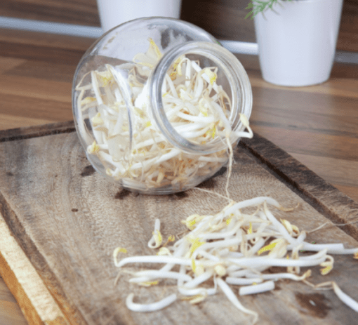 Foto van Buzzy Organic Sprouting pot Taugé BIO verkrijgbaar bij DeDuurzameTuin.nl