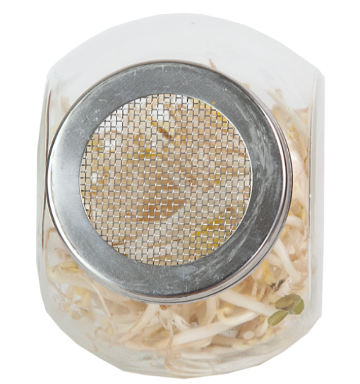 Foto van Buzzy Organic Sprouting pot Taugé BIO verkrijgbaar bij DeDuurzameTuin.nl