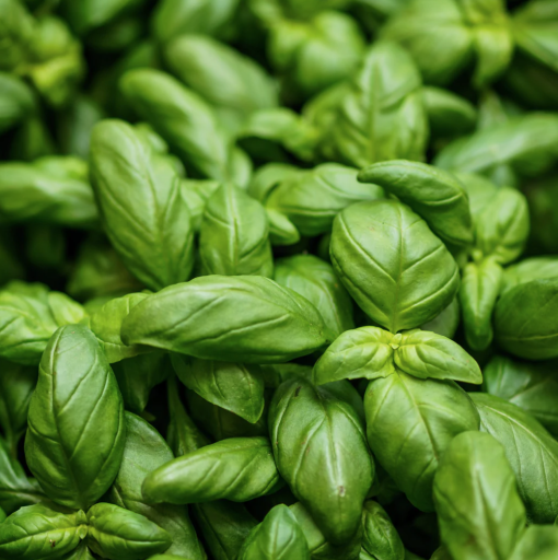 Foto van Buzzy Organic Sprouting Basilicumkers verkrijgbaar bij DeDuurzameTuin.nl