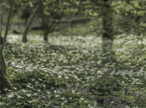 Tuinieren met Stinzenplanten verkrijgbaar bij DeDuurzameTuin.nl