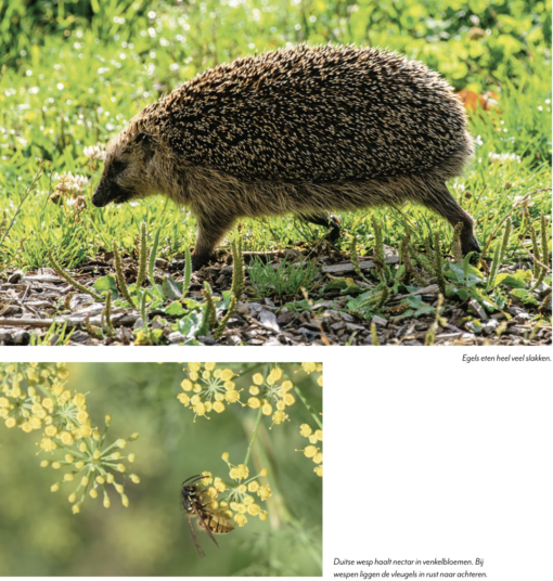 Tuinieren met wilde planten is een boek dat verkrijgbaar is bij DeDuurzameTuin.nl