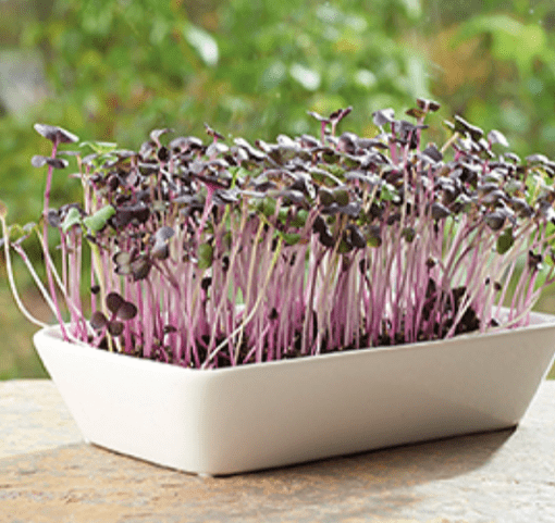 Microgreens Garden Radijs verkrijgbaar bij DeDuurzameTuin.nl