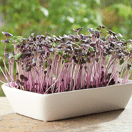 Microgreens Garden Radijs verkrijgbaar bij DeDuurzameTuin.nl
