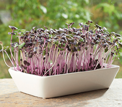 Microgreens Garden Radijs verkrijgbaar bij DeDuurzameTuin.nl