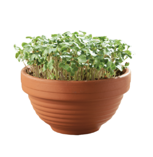Microgreens schaal Boerenkool verkrijgbaar bij DeDuurzameTuin.nl