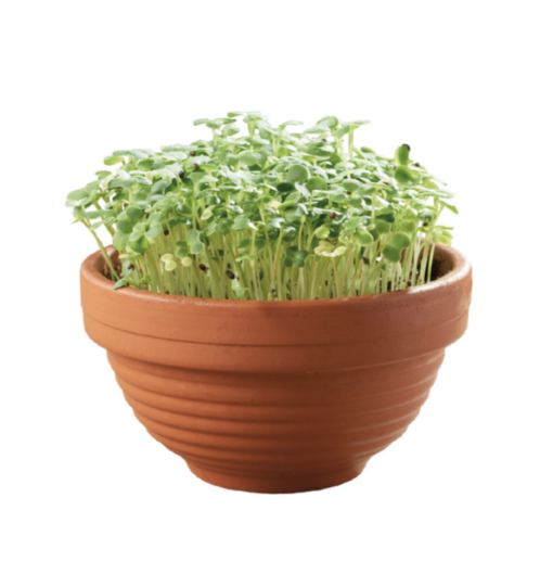 Microgreens schaal Tatsoi verkrijgbaar bij DeDuurzameTuin.nl