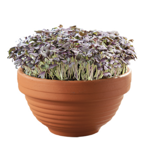 Microgreens schaal Rode Mizuna verkrijgbaar bij DeDuurzameTuin.nl