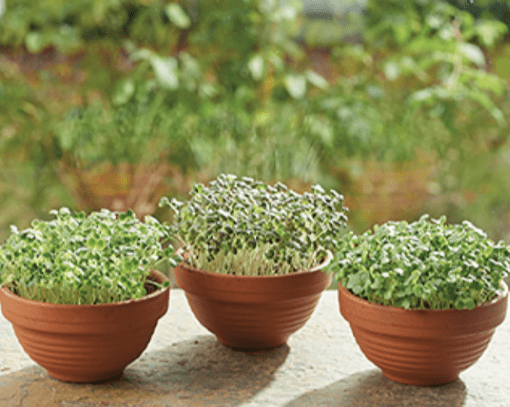 Microgreens schaal Rode Mizuna verkrijgbaar bij DeDuurzameTuin.nl