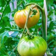 Tomaat Green Zebra in tuin of kas