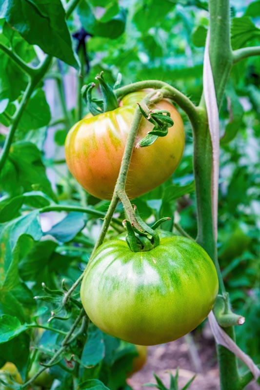 Tomaat Green Zebra in de tuin