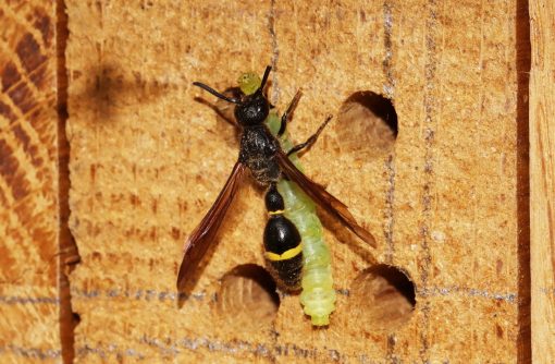 HappyBeez insectenhotel verkrijgbaar bij DeDuurzameTuin.nl