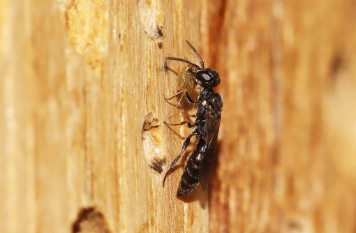 HappyBeez insectenhotel verkrijgbaar bij DeDuurzameTuin.nl
