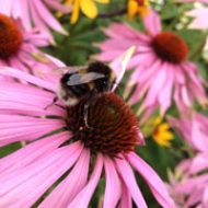 Bloemen voor bijen en biodiversiteit.