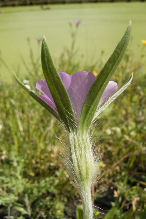 Bolderik in bloemenweide