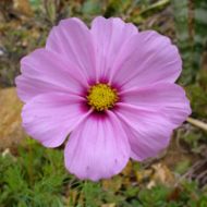 Cosmea zaden bloem