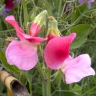 Reuk- of siererwt zaden bloem