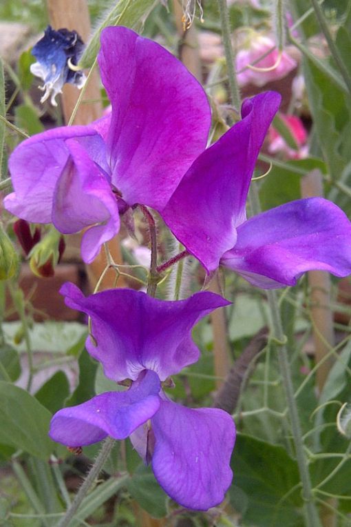 Reuk- of Siererwt Spencer bloemen