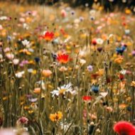 Wilde bloemen zaden bloemenweide