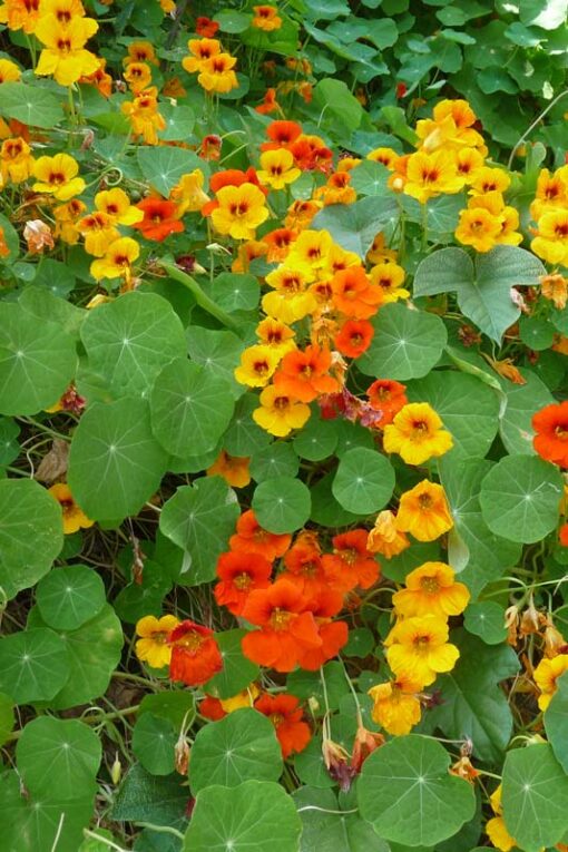 Oost-Indisch kers zaden bloemen
