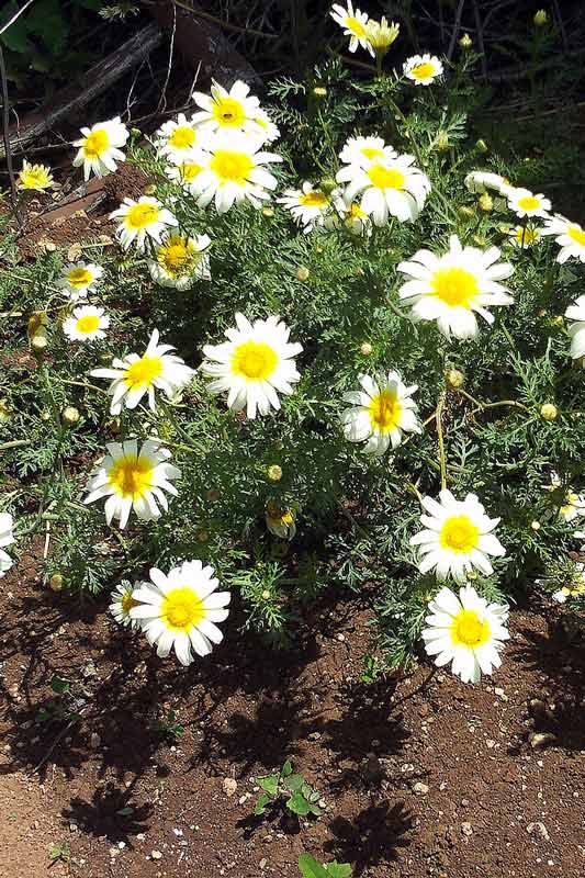 Chrysanthemum bloemen geel-wit