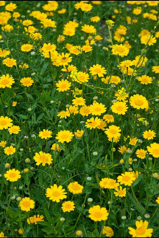 Chrysanthemum bloemen geel