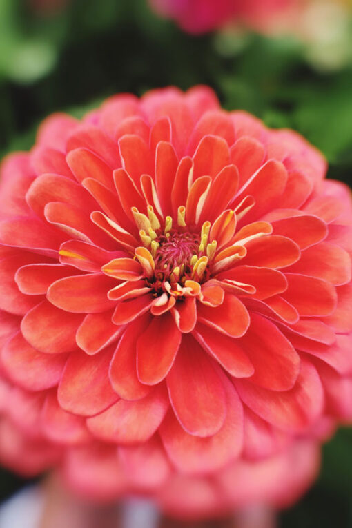 Zinnia elegans dahlia bloem