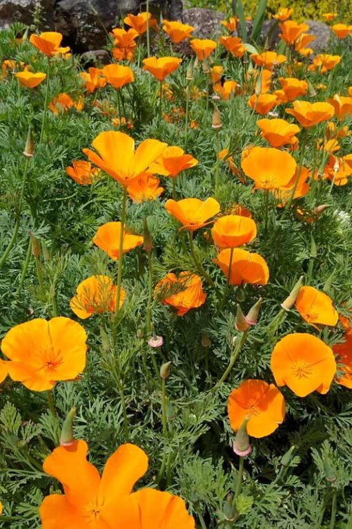 Slaapmutsje zaden bloemen