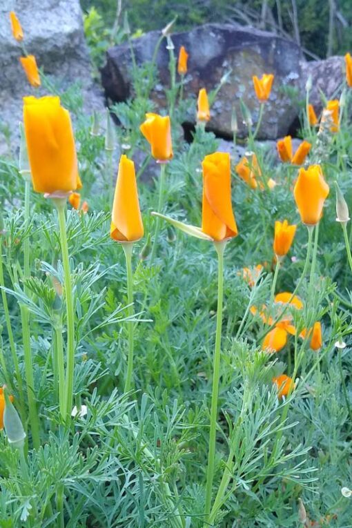 Slaapmutsje zaden bloemen gesloten
