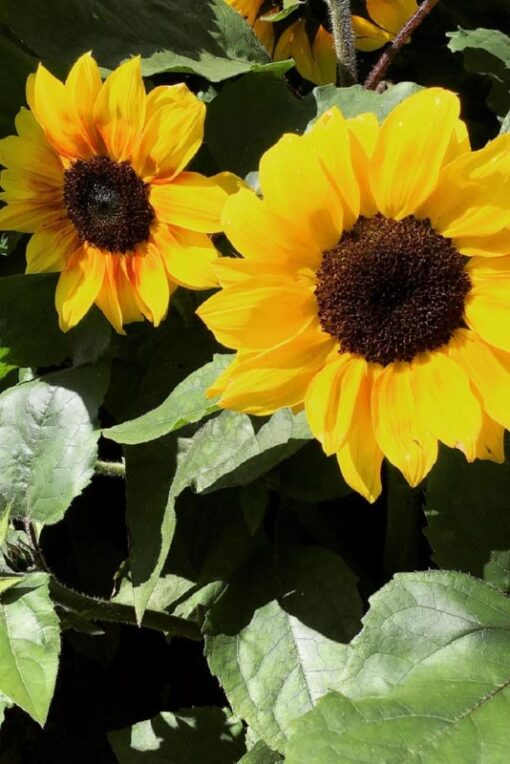 Zonnebloem Nakdi F1 zaden bloemen