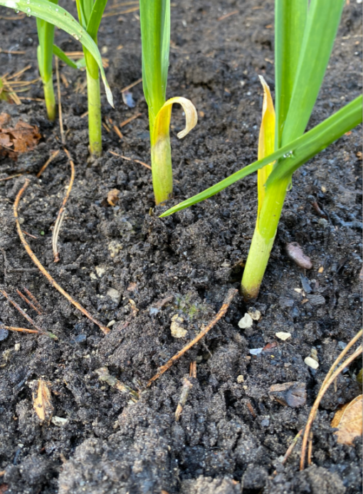 Kleimineralen BioMineral verkrijgbaar bij DeDuurzameTuin.nl