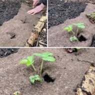 Schapenwol verkrijgbaar bij DeDuurzameTuin.nl