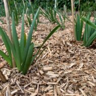 Miscanthus Mulch verkrijgbaar bij DeDuurzameTuin.nl