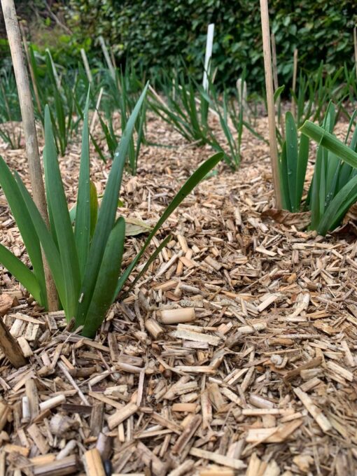 Miscanthus Mulch verkrijgbaar bij DeDuurzameTuin.nl