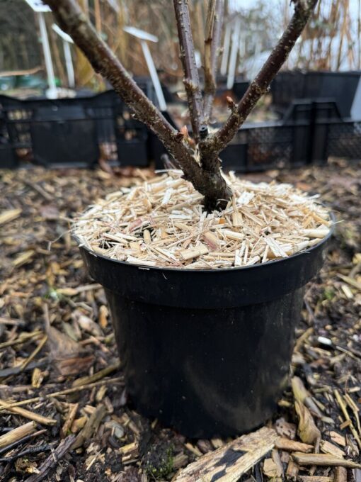 Miscanthus Mulch verkrijgbaar bij DeDuurzameTuin.nl