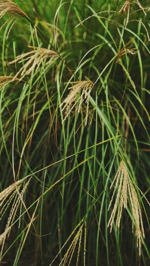 Miscanthus Mulch verkrijgbaar bij DeDuurzameTuin.nl